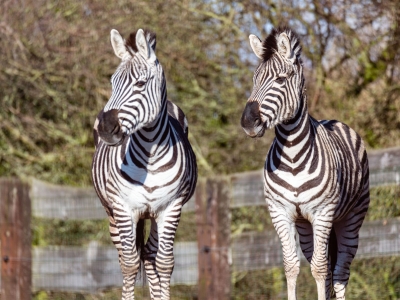 Steppezebra - De Zonnegloed - Dierenpark - Dieren opvangcentrum - Sanctuary